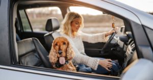 Woman and cocker spaniel sitting in front seat of car