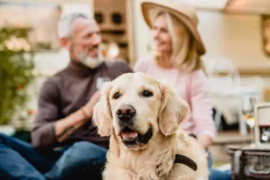 Golden retriever dog with older couple sitting in the background.