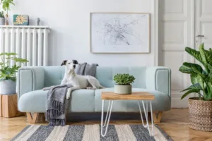 Dog sitting on blue couch in pretty living room